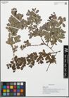 Foto von Salix aurita L.